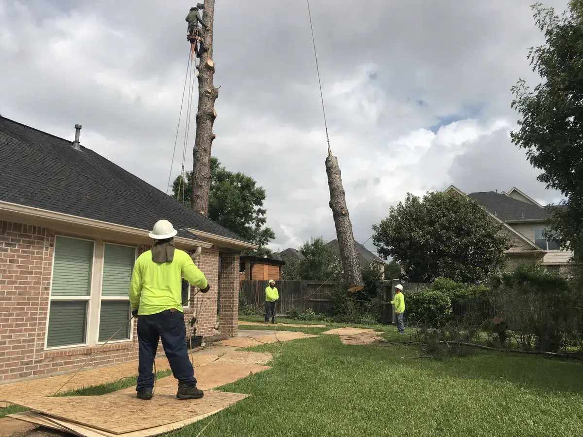 Trunk section of a dead pine lowered on a rigging rope beside a brick house