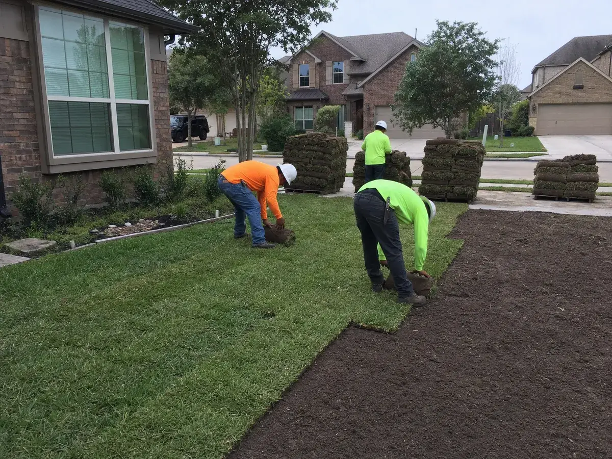 Crew laying St. Augustine sod rolls over a graded front yard