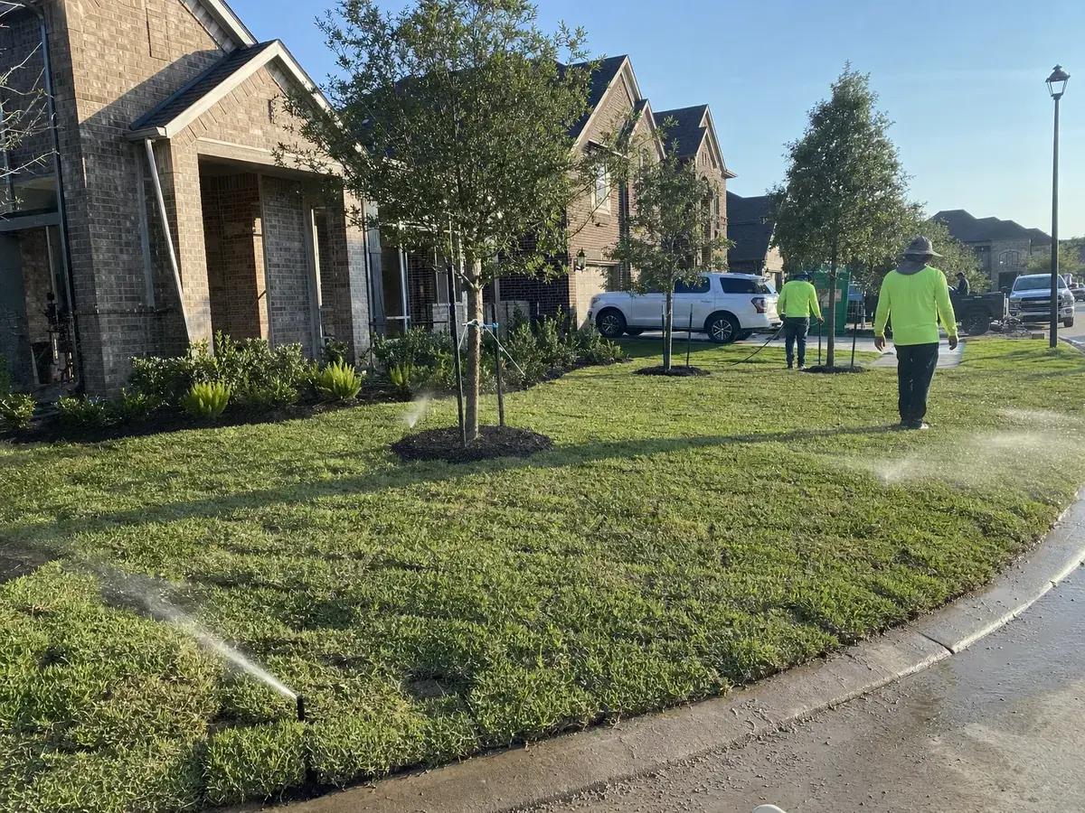 Freshly laid St. Augustine sod being watered in front of a brick home