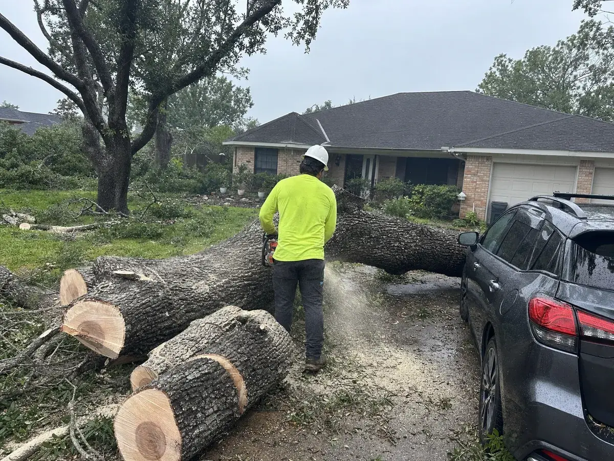 Crew cutting a fallen oak trunk off a residential driveway