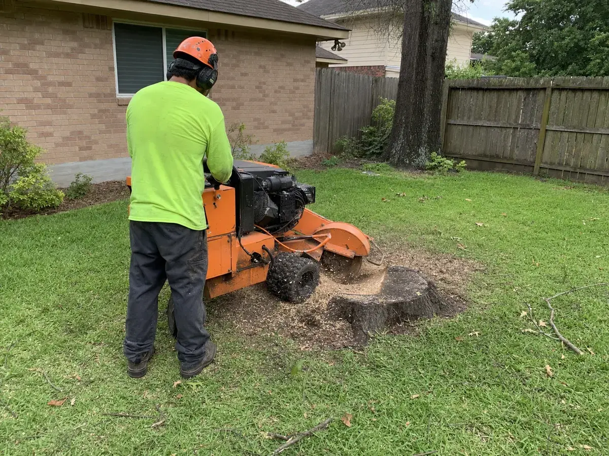 Stump grinder cutting an oak stump below grade in a backyard lawn