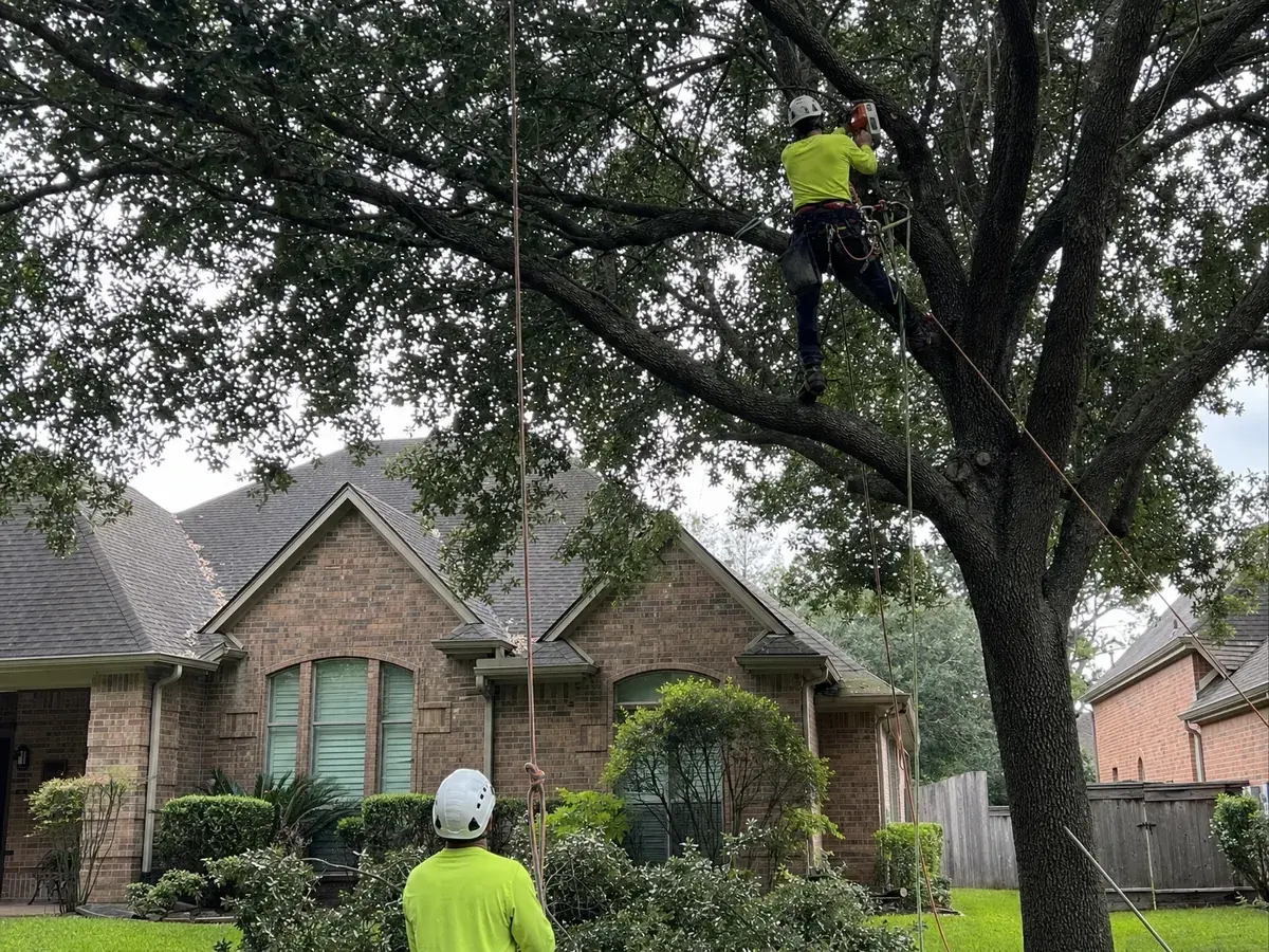 Climber in a harness pruning a large live oak over a front yard