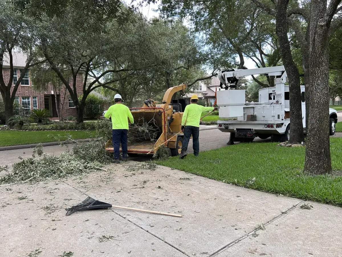 Ground crew feeding cut oak branches into a wood chipper at the curb