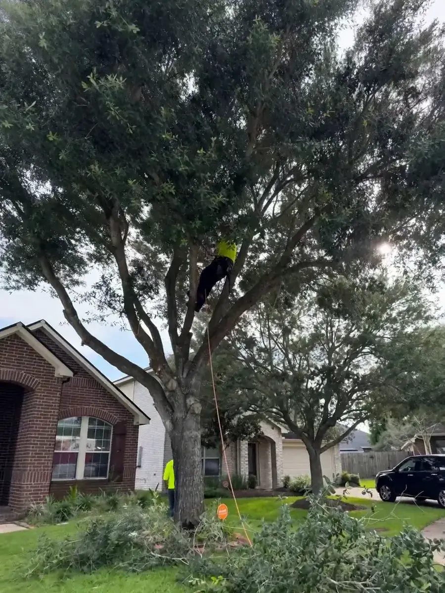 Brazos Land & Tree Co. crew at work in Sugar Land, TX