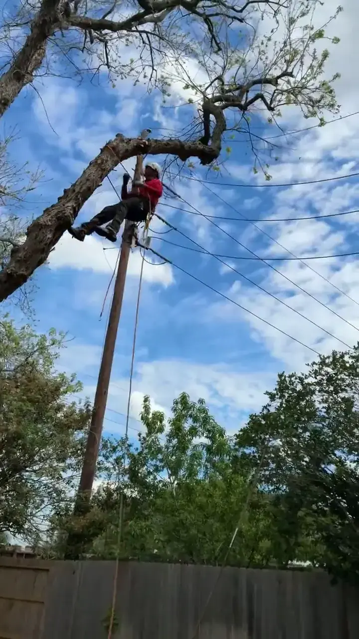 Tree Removal by Brazos Land & Tree Co. in Sugar Land, TX