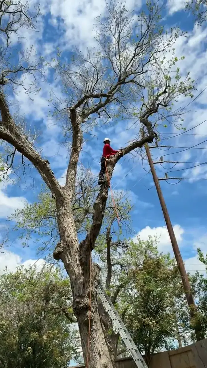 Tree Trimming & Pruning by Brazos Land & Tree Co. in Sugar Land, TX